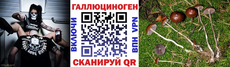где продают   Новомосковск  Галлюциногенные грибы мицелий 